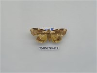 藏品(中國蛾類)的圖片